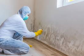 Why You Should Choose Our Mold Remediation Services in North Aurora, IL